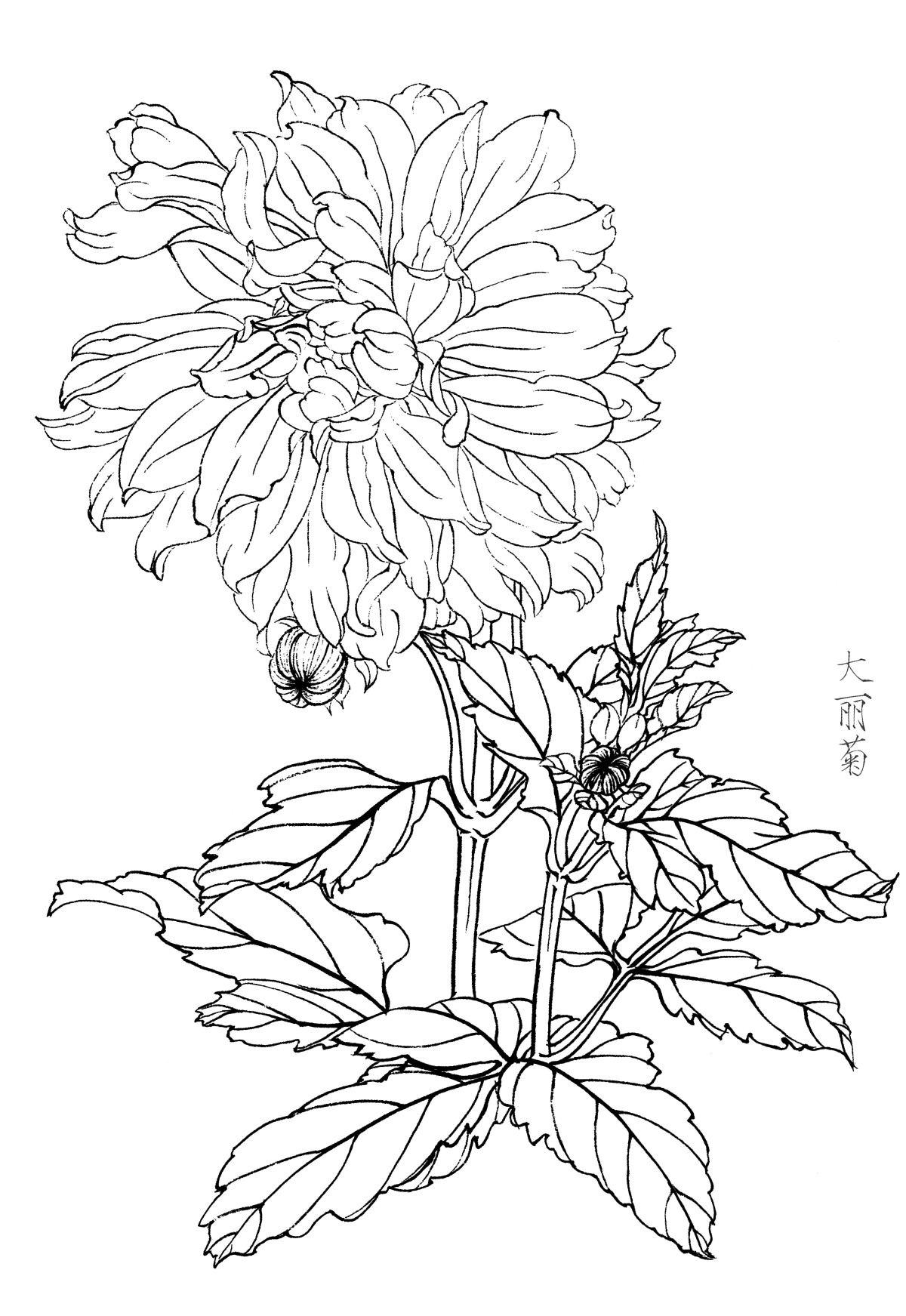 绘画学习素材！梅兰竹菊四君子白描工笔花卉底稿160张打包